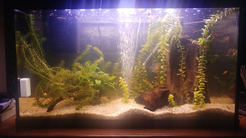 Rated #52: 25 Gallons Planted Tank - My peaceful small community planted fish tank