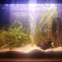 25 gallons planted tank (mostly live plants and fish) - My peaceful small community planted fish tank