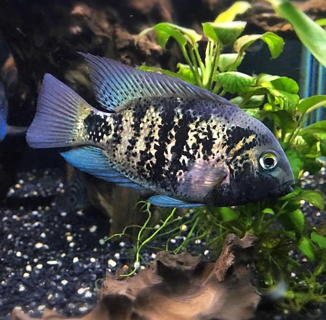 150 gallons freshwater fish tank (mostly fish and non-living decorations) - Vieja Heterospila