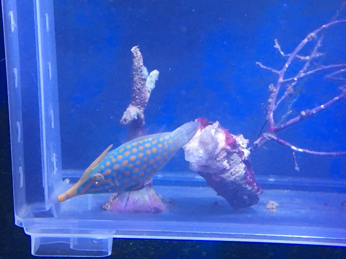 saltwater fish stocking in 90 gallons tank - Orange spotted filefish training onto masstick and flake. 4 weeks and feeding in main tank now.