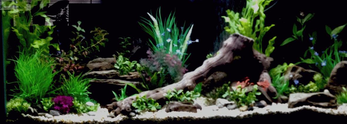 36 gallons freshwater fish tank (mostly fish and non-living decorations) - 55 gallon freshwater tank two weeks in haven't decided on fish yet any suggestions