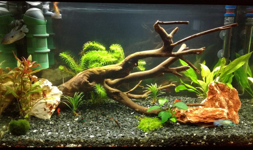 Rated #28: 34 Gallons Freshwater Fish Tank - my 34 gallon (130 liters) freshwater fish tank.