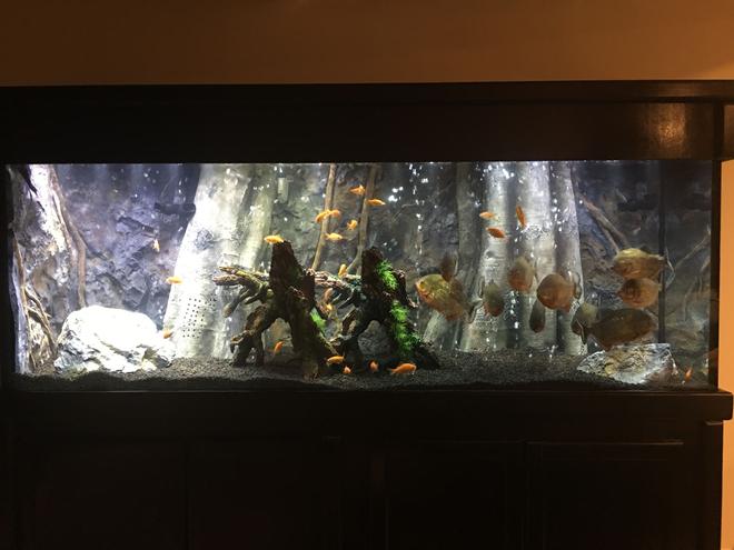 150 gallons freshwater fish tank (mostly fish and non-living decorations) - 11 Red Belly Piranhas
150 Gallon Tank
Background from AquaDecor