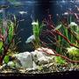 55 gallons planted tank (mostly live plants and fish) - This is a new image of the tank.