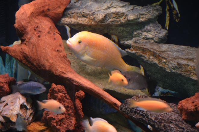 freshwater fish stocking in 80 gallons tank - Dragon Blood Peacock