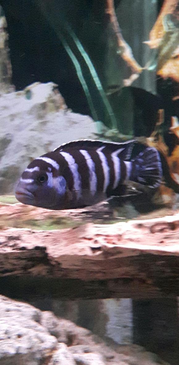 freshwater fish stocking in 80 gallons tank - Pompo Rock "Pseudo. Demasoni"