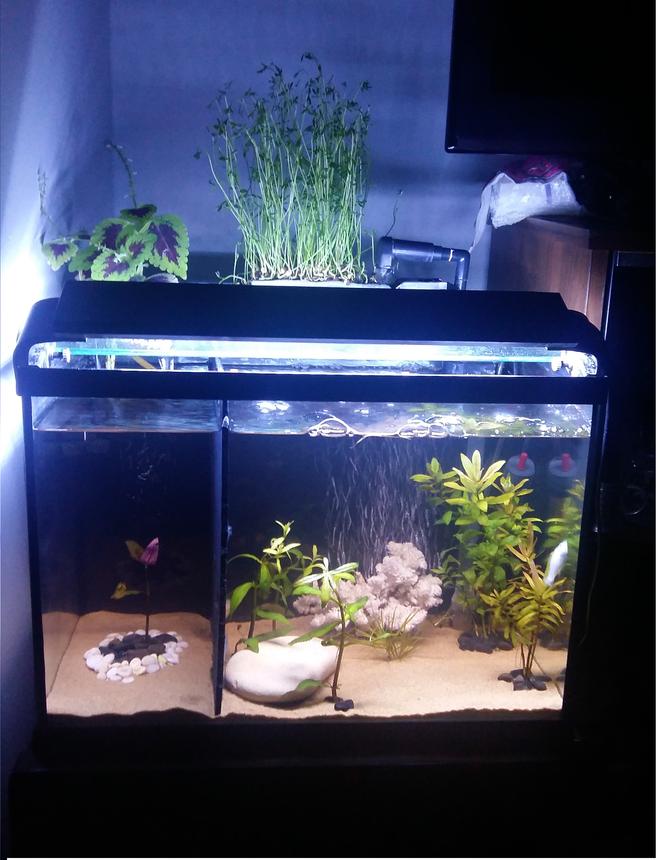 12 gallons planted tank (mostly live plants and fish) - 12 Gallons planted tank.