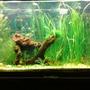 fish tank picture - Same décor, I added a couple of lava rocks and switched things around. Same plants, just in different places. since my last post, I have added ( 2-pitbull pleco, 2-candy stripe pleco, 3-dwarf cory, a few more kuhlies, and a small unknown pleco.