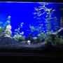 fish tank picture - New setup, grass needs growing