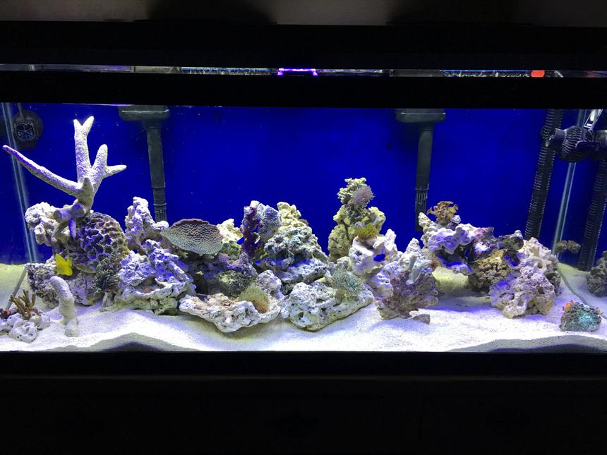 Rated #16: 75 Gallons Reef Tank - My first try at a reef tank