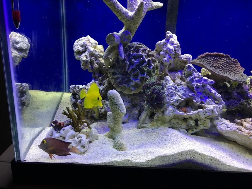 Rated #164: Saltwater Fish Stocking In 75 Gallons Tank - Yellow tang