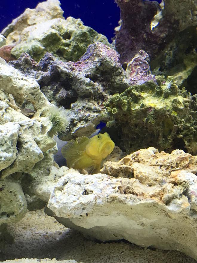 saltwater fish stocking in 75 gallons tank - Goby