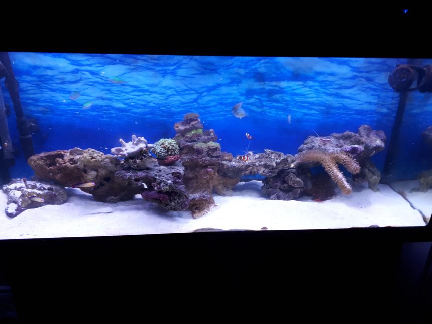 Rated #19: 64 Gallons Reef Tank - Newly established about 4 months old, only introduced a few soft corals and fish into it this month once tank was fully cycled and clean up crew got to work