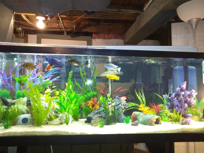 75 gallons freshwater fish tank (mostly fish and non-living decorations) - My 75g Cichlid Tank, Any suggestions?