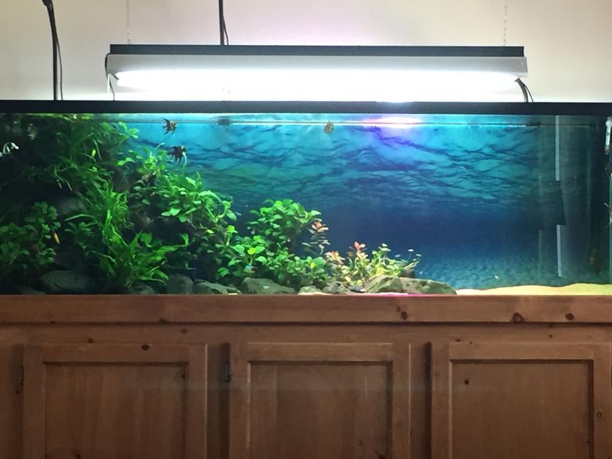 Rated #4: 125 Gallons Planted Tank - Planted Tank
