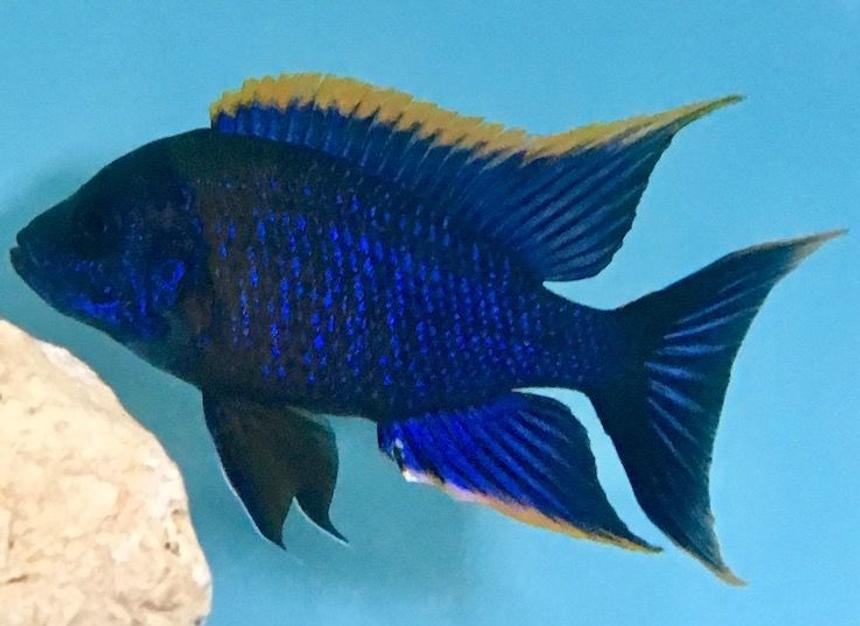 Rated #2: Freshwater Fish Stocking In 120 Gallons Tank - Red Top Lwanda breeder