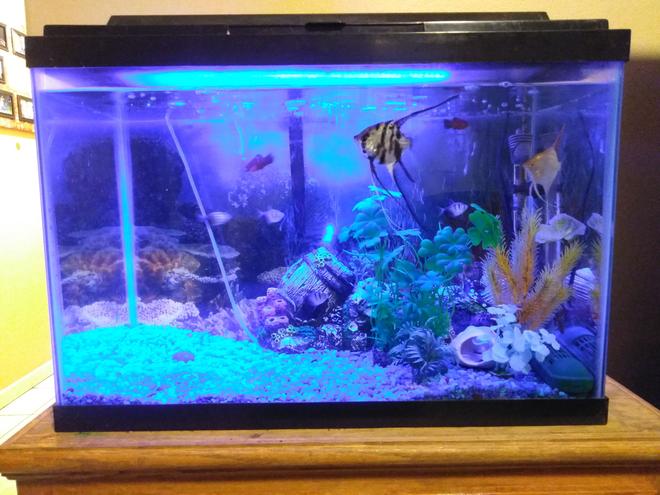 20 gallons freshwater fish tank (mostly fish and non-living decorations) - 01032018 tank update