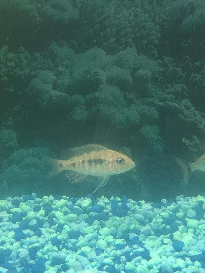 freshwater fish stocking in 36 gallons tank - Name this fish please