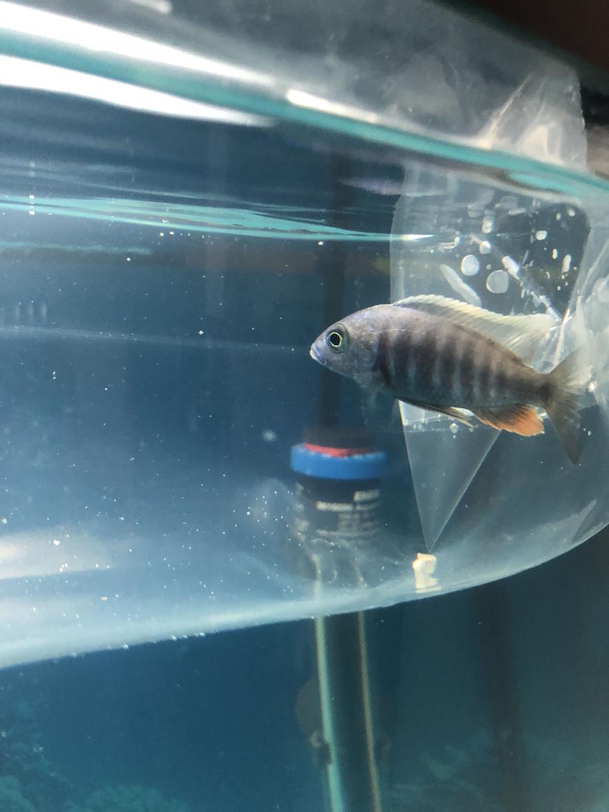 Rated #60: 36 Gallons Freshwater Fish Tank - Name this fish for me please . I just got this in the fish store but forgot the name of the fish