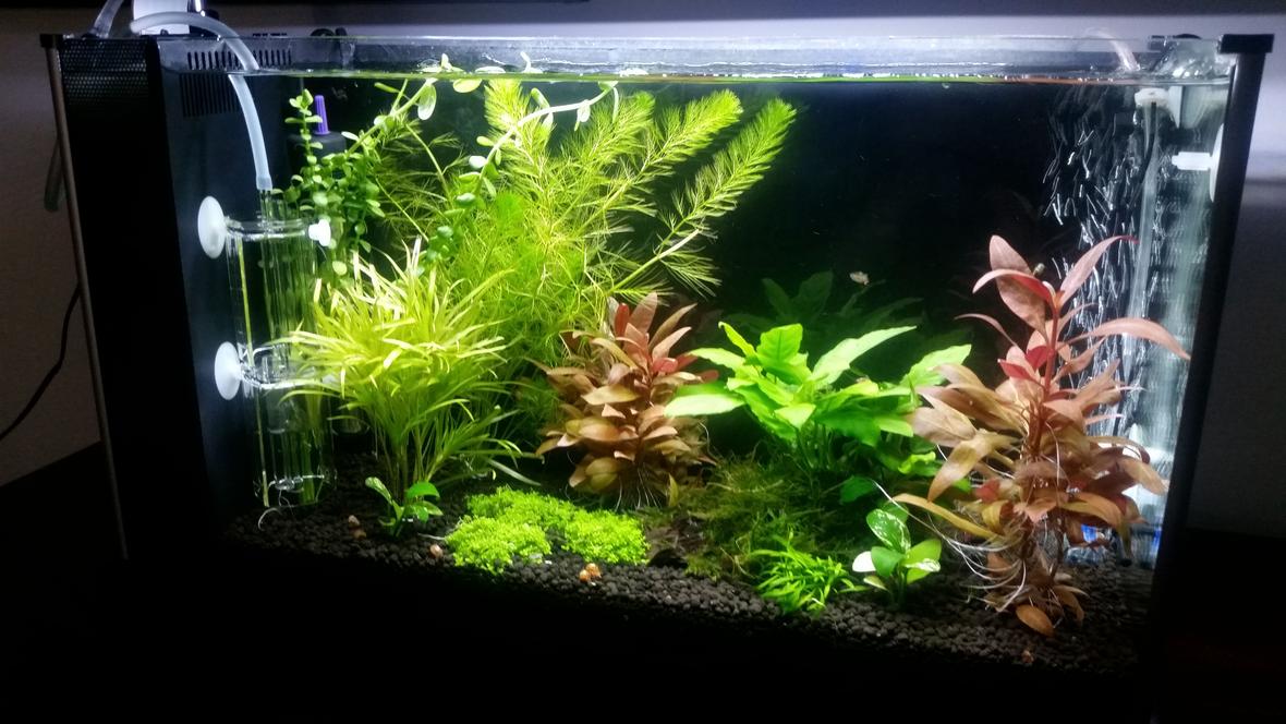 5 gallons planted tank (mostly live plants and fish) - Tremendous Plant Growth after CO2 addition! Endler Guppys are enjoying the plant coverage