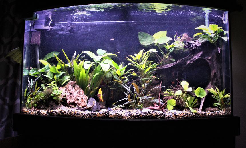 Rated #10: 100 Gallons Planted Tank - 75 bowfront. 90% anubias.
