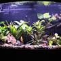 100 gallons planted tank (mostly live plants and fish) - 75 bowfront. 90% anubias.