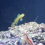 fish tank picture - Yellow watchmen goby and cleaner shrimp