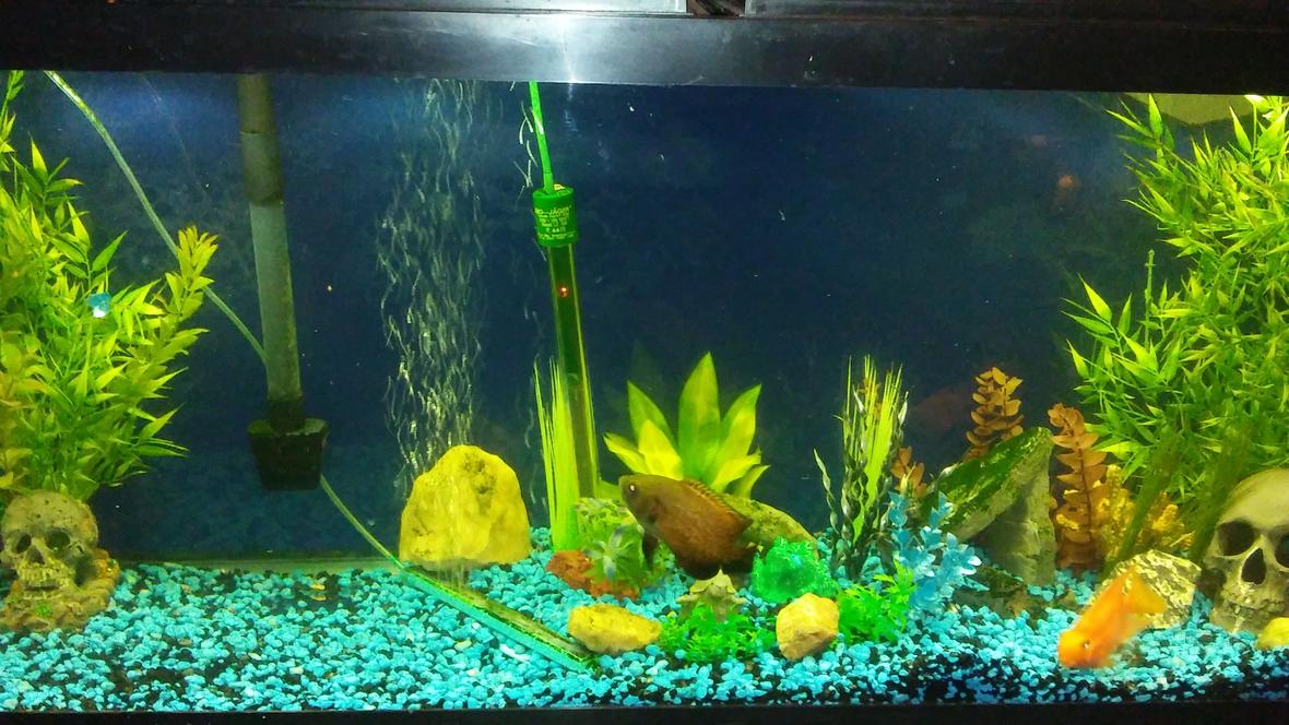55 gallons freshwater fish tank (mostly fish and non-living decorations) - 3 inch red oscar named Brick and a 4 inch blood parrot named lucky cuz I saved it from someone that has no idea what was goin on. Also a 6 inch high fin plecco. I have a little jewel cichlid in there too