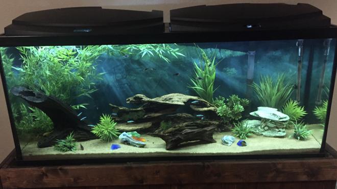 55 gallons freshwater fish tank (mostly fish and non-living decorations) - My tank