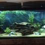 55 gallons freshwater fish tank (mostly fish and non-living decorations) - My tank