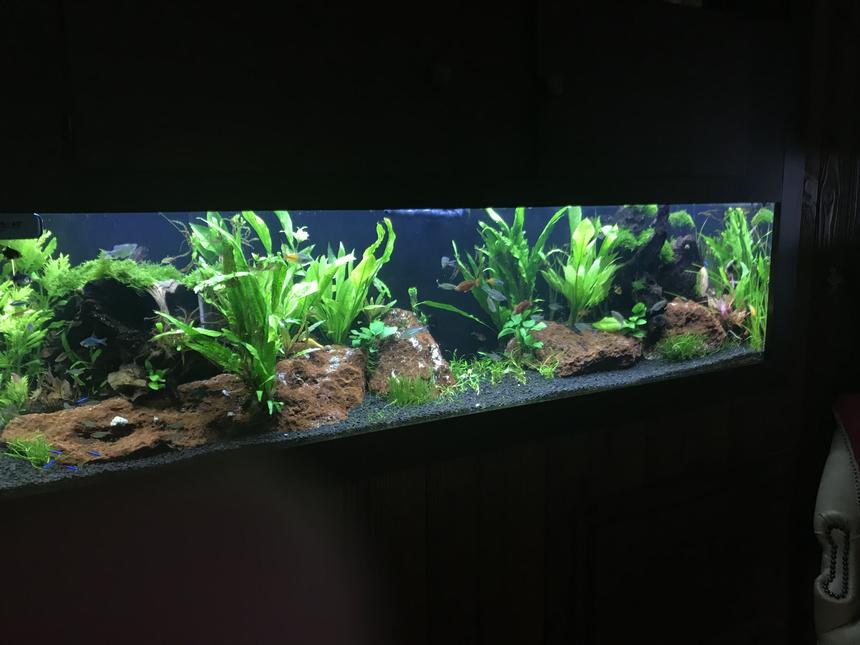 Rated #5: 125 Gallons Planted Tank - 125 Planted two months in