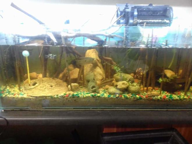 30 gallons planted tank (mostly live plants and fish) - 100L. Lightly planted with drift wood. Multiple filter types.