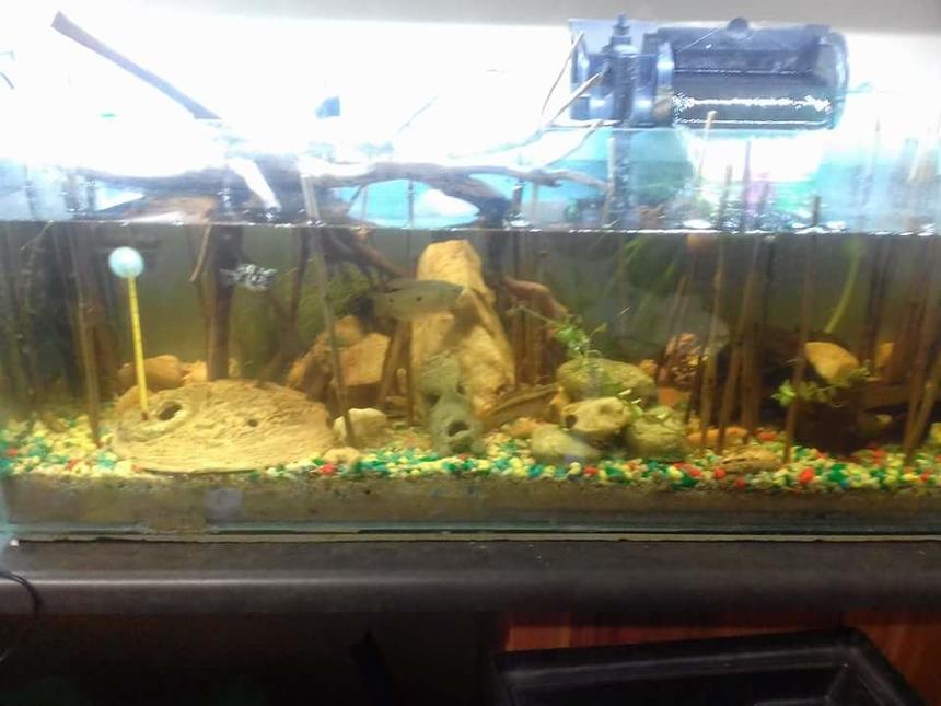 Rated #53: 30 Gallons Planted Tank - 100L. Lightly planted with drift wood. Multiple filter types.