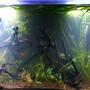 fish tank picture - Additional Aquarium Evening Photo