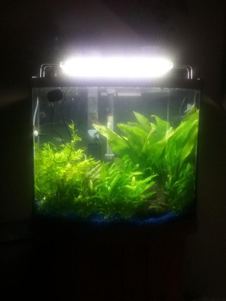 Rated #33: 29 Gallons Planted Tank - My tank
