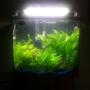 29 gallons planted tank (mostly live plants and fish) - My tank