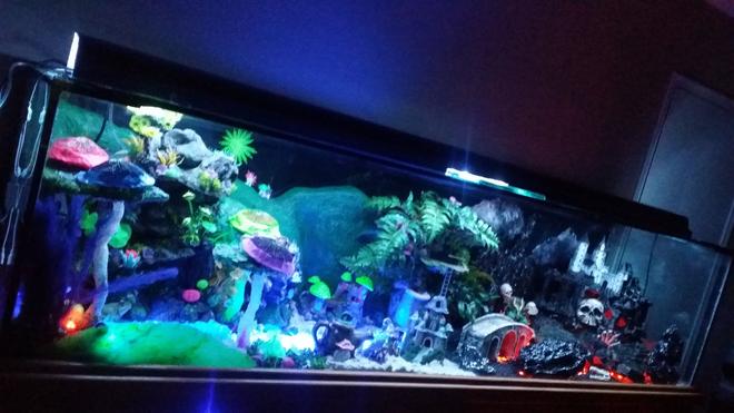 250 gallons freshwater fish tank (mostly fish and non-living decorations) - This is my Fantasy Themed Fish Tank (zoom into the pic to see or look at my additional pics) - i handcrafted custom made all the decor. This unique aquarium has it all with air animated moving bridges, underwater sand waterfalls, realistic hot lava rivers and pits, different colored lighted sections that can be changed to any possible color or multiple mode settings with a simple pushing of a button using your smartphone, even has realistic lightning above the evil castle.  Fairy side has a sun that changes colors along with the sky to look like a beautiful sunset.