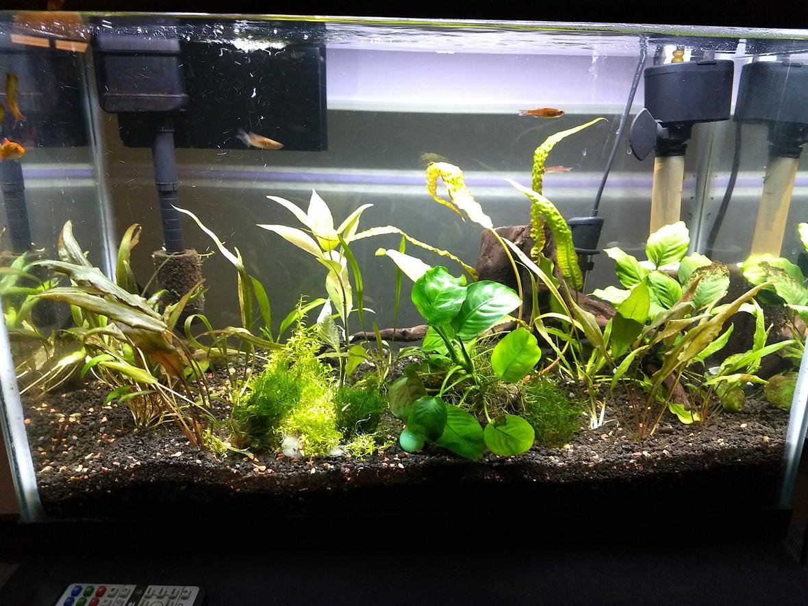 20 gallons planted tank (mostly live plants and fish) - Full brightness