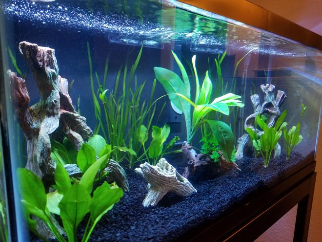 40 gallons planted tank (mostly live plants and fish) - First tank  waiting for cycle to complete before fish.