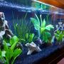 40 gallons planted tank (mostly live plants and fish) - First tank waiting for cycle to complete before fish.