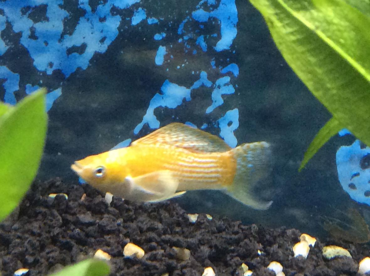 freshwater fish stocking in 30 gallons tank - loving new breeds