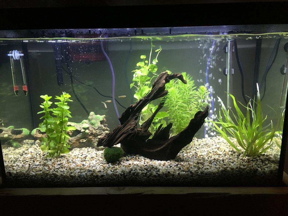 29 gallons freshwater fish tank (mostly fish and non-living decorations) - New setup