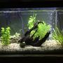 29 gallons freshwater fish tank (mostly fish and non-living decorations) - New setup