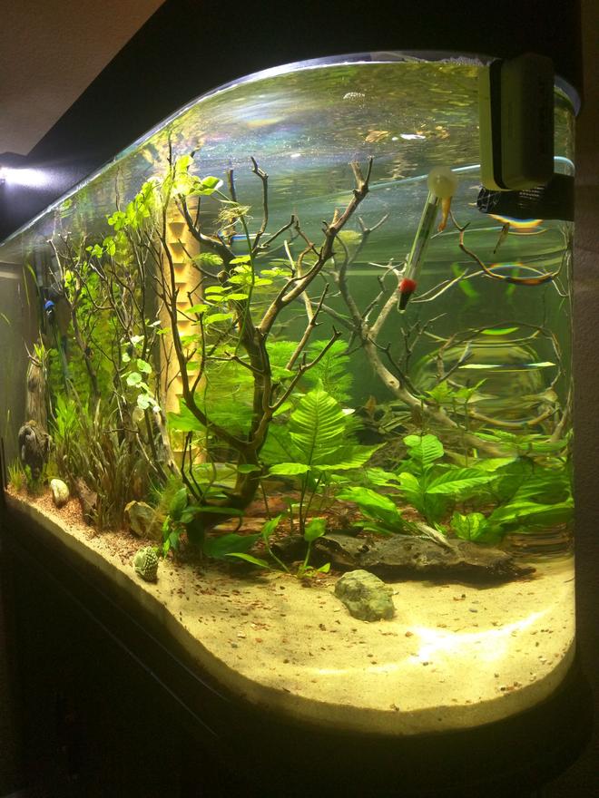 70 gallons freshwater fish tank (mostly fish and non-living decorations) - 70g Bullnose tank