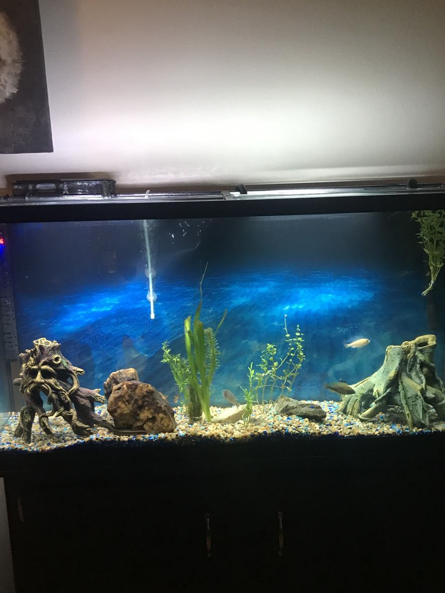 70 gallons freshwater fish tank (mostly fish and non-living decorations) - FreshWater Community Tank