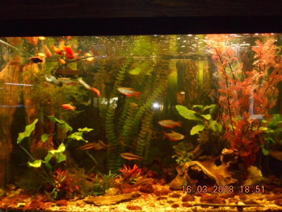 65 gallons planted tank (mostly live plants and fish) - 65gallon community tank