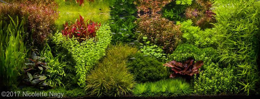 Rated #3: 40 Gallons Planted Tank - The only type of street i like is a dutch