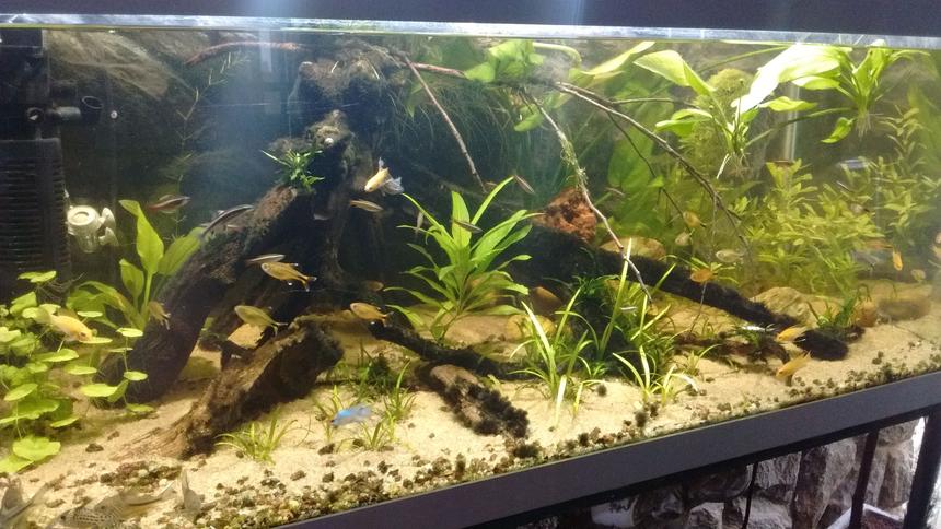 Rated #29: 50 Gallons Planted Tank - My piece of river
