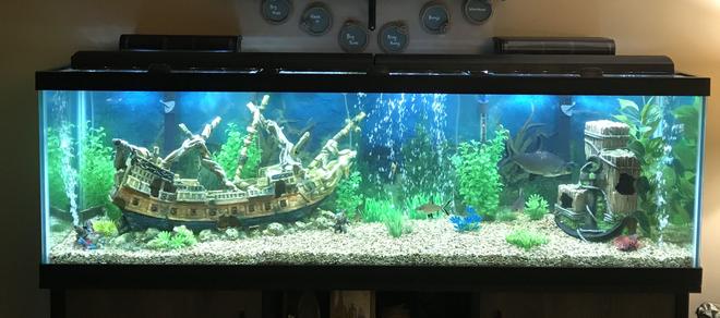 125 gallons freshwater fish tank (mostly fish and non-living decorations) - Beware of Sharks