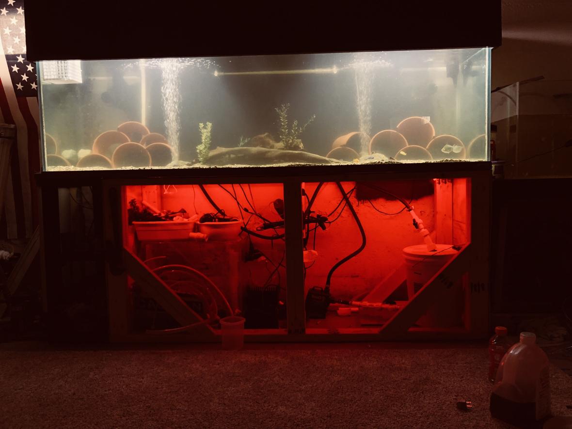 250 gallons freshwater fish tank (mostly fish and non-living decorations) - What do you guys think?